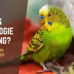 Why Is My Budgie Shaking