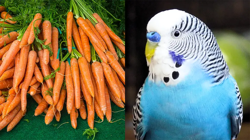 Can Budgies Eat Carrots